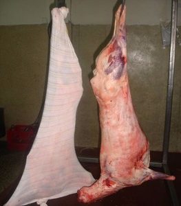 Buy wholesale Frozen Lamb Whole Carcass - Aurora Alimentos